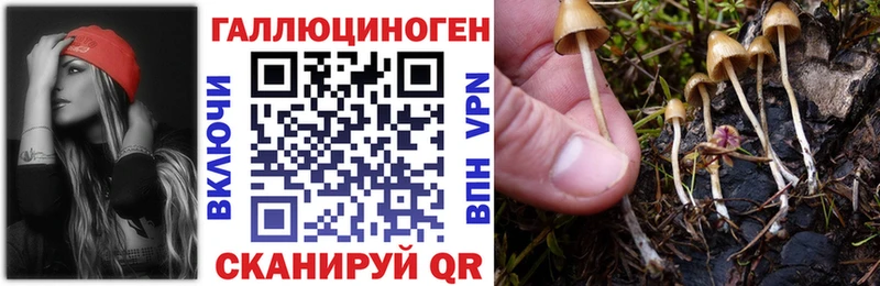 Псилоцибиновые грибы Psilocybe  Курчатов 